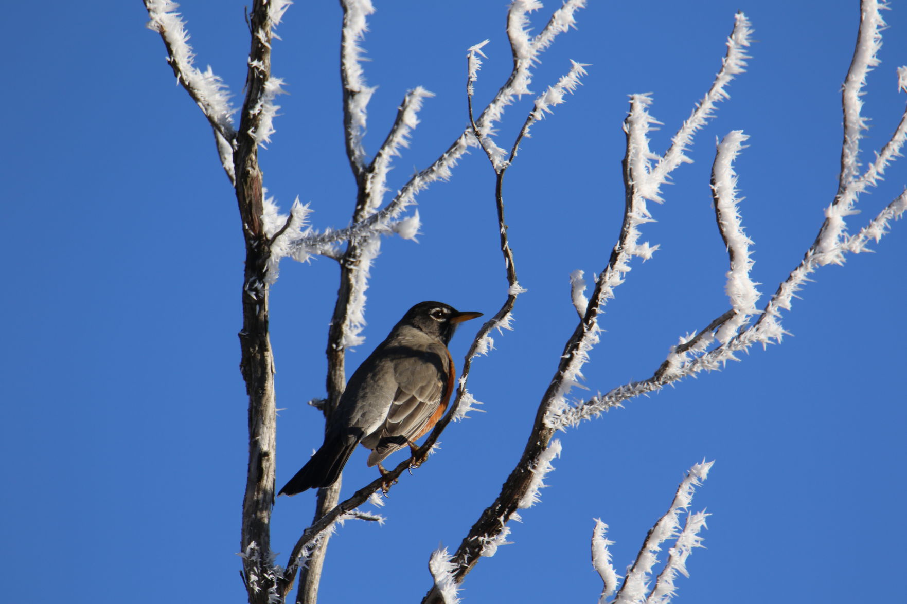 Frosty Robin